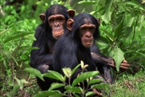 Ученые обнаружили зачатки культуры у шимпанзе