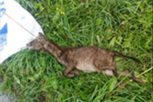 В Белоруссии была поймана «чупакабра», которая нападала на скот
