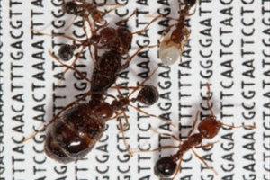 Специалисты нашли у муравьев  социальную хромосому