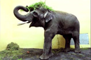 Слоненок из зоопарка в Киеве сходит с ума из за отсутствия самки