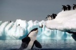 Специалисты сняли уникальное видео охоты пингвинов