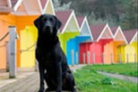 Ученые из России смогли развенчать миф, что собаки могут видеть лишь в черно-белом цвете