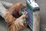 У приматов обнаружена автобиографическая память
