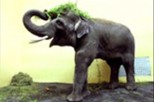 Слоненок из зоопарка в Киеве сходит с ума из-за отсутствия самки