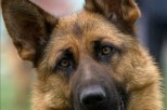 Специалисты попытались установить «родину» одомашненных собак и были удивлены