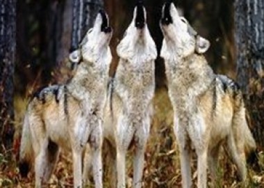Ученые разгадали секрет волчьего воя